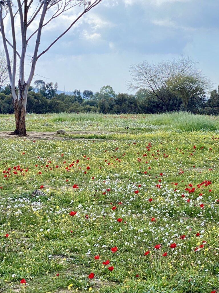 Gaza Poppy There should be Poppies —A Day in the Gaza Envelope – Dizengoff and Me